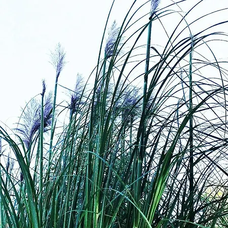 Farm * Istanbul